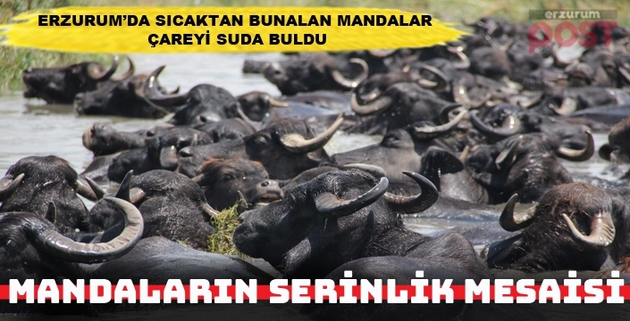 7 Yıllık çoban bile şaşırdı: Erzurum'da mandaların sıra dışı serinlik mesaisi