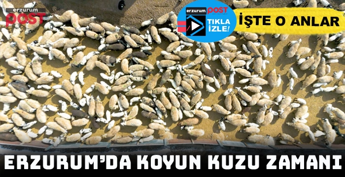 Yüzlerce kuzu anneleri ile buluştu... Ortay bu muhteşem görüntüler çıktı!